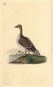 Pintail, Anas acuta, naaras. Käsinvärinen kuparilevy, jonka on piirtänyt ja kaivertanut Edward Donovan omasta "British Birds -luonnonhistoriastaan", Lontoossa tekijältä Edward Donovan
