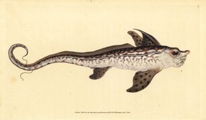 Rabbitfish tai merihirviö, Chimaera monstrosa. Lähes uhattu. Käsinvärinen kuparilevy, jonka on piirtänyt ja kaivertanut Edward Donovan teoksestaan Natural History of British Fishes, Donovan and F.C. ja J. Rivington, Lontoo tekijältä Edward Donovan