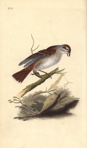 Punaselkäristikko (naaras), Lanius collurio. Käsinvärinen kuparilevy, jonka on piirtänyt ja kaivertanut Edward Donovan omasta "British Birds -luonnonhistoriastaan", Lontoossa tekijältä Edward Donovan