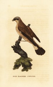 Punaselkäristikko, Lanius collurio tekijältä Edward Donovan