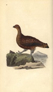 Punariekko (naaras), Lagopus scotica. Käsinvärinen kuparilevy, jonka on piirtänyt ja kaivertanut Edward Donovan omasta "British Birds -luonnonhistoriastaan", Lontoossa tekijältä Edward Donovan