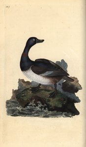 Rengaskaula-ankka, Aythya collaris. Käsinvärinen kuparilevy, jonka on piirtänyt ja kaivertanut Edward Donovan omasta "British Birds -luonnonhistoriastaan", Lontoossa tekijältä Edward Donovan