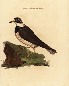 Rengaspoika, Charadrius hiaticula tekijältä Edward Donovan