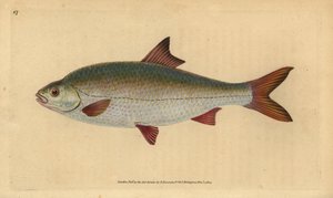 Särki, Rutilus rutilus (Cyprinus ritulus). Käsinvärinen kuparilevy, jonka on piirtänyt ja kaivertanut Edward Donovan teoksestaan Natural History of British Fishes, Donovan and F.C. ja J. Rivington, Lontoo tekijältä Edward Donovan
