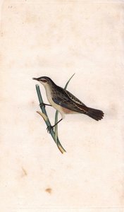 Varren phragmiitti. Acrocephalus schoenobaenus (Motacilla salicaria). Edward Donovanin (1768-1837) kuparikaiverrus, julkaistu Natural History of British Birdsissa, Lontoossa tekijältä Edward Donovan