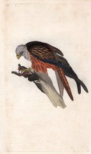 Royal Milano. Milvus milvus (Falco milvus). Edward Donovanin (1768-1837) kuparikaiverrus, julkaistu Natural History of British Birdsissä, Lontoossa tekijältä Edward Donovan