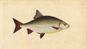 Rudd, Scardinius erythrophthalmus (Red eye, Cyprinus erythrophthalmus). Käsinvärinen kuparilevy, jonka on piirtänyt ja kaivertanut Edward Donovan teoksestaan Natural History of British Fishes, Donovan and F.C. ja J. Rivington, Lontoo tekijältä Edward Donovan