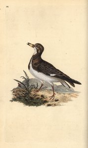 Ruddy turnstone, Arenaria interpres. Käsinvärinen kuparilevy, jonka on piirtänyt ja kaivertanut Edward Donovan omasta "British Birds -luonnonhistoriastaan", Lontoossa tekijältä Edward Donovan