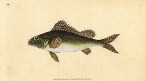 Ruffe, Gymnocephalus cernua (Perca cernua). Käsinvärinen kuparilevy, jonka on piirtänyt ja kaivertanut Edward Donovan teoksestaan Natural History of British Fishes, Donovan and F.C. ja J. Rivington, Lontoo tekijältä Edward Donovan