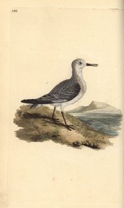 Sanderling, Calidris alba. Käsinvärinen kuparilevy, jonka on piirtänyt ja kaivertanut Edward Donovan omasta "British Birds -luonnonhistoriastaan", Lontoossa tekijältä Edward Donovan