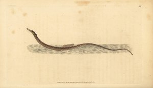 Sargassum pipefish tai pelaginen piippukala. Käsinvärinen kuparilevy, jonka on piirtänyt ja kaivertanut Edward Donovan teoksestaan Natural History of British Fishes, Donovan and F.C. ja J. Rivington, Lontoo tekijältä Edward Donovan