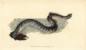 Merinahkiainen, Petromyzon marinus (meri- tai täplikäs). Käsinvärinen kuparilevy, jonka on piirtänyt ja kaivertanut Edward Donovan teoksestaan Natural History of British Fishes, Donovan and F.C. ja J. Rivington, Lontoo