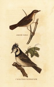 saratiainen, Acrocephalus schoenobaenus ja haritiainen, Lophophanes cristatus tekijältä Edward Donovan