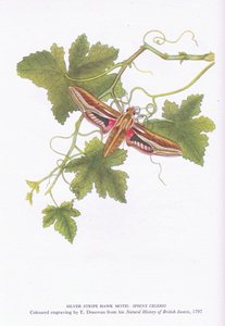 Silver Stripe Hawk Moth, Shinx Celerio, Nature in Britain, julkaisija Collins, 1946. tekijältä Edward Donovan