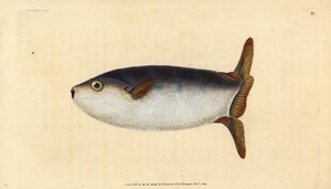 Hoikka aurinkokala, Ranzania laevis (Katkaistu aurinkokala, Tetrodon truncatus). Käsinvärinen kuparilevy, jonka on piirtänyt ja kaivertanut Edward Donovan teoksestaan Natural History of British Fishes, Donovan and F.C. ja J. Rivington, Lontoo tekijältä Edward Donovan