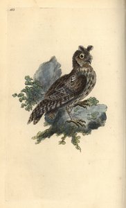 Pienempi kynä- tai siperianpöllö, Strix pulchella. (Scops pöllö, Otus scops?) Edward Donovanin piirtämä ja kaivertama käsinvärinen kuparilevy omasta "British Birds -luonnonhistoriastaan", Lontoossa tekijältä Edward Donovan
