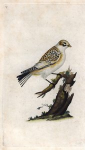 Lumivarpunen. Plectrophenax nivalis (Emberiza nivalis). Edward Donovanin (1768-1837) kuparikaiverrus, julkaistu Lontoon Histoire naturelle des oiseaux britanniques -lehdessä tekijältä Edward Donovan