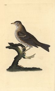 Laulurastas, Turdus philomelos. Käsinvärinen kuparilevy, jonka on piirtänyt ja kaivertanut Edward Donovan omasta "British Birds -luonnonhistoriastaan", Lontoossa tekijältä Edward Donovan