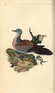 Täpläkyyhky tai pancou, Spilopelia chinensis. Käsinvärinen kuparilevy, jonka on piirtänyt ja kaivertanut Edward Donovan omasta "British Birds -luonnonhistoriastaan", Lontoossa