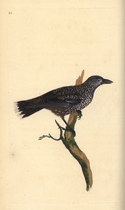 Täpläpähkinänsärkijä, Nucifraga caryocatactes. Edward Donovanin käsin piirtämä ja kaiverrettu kuparilevy omasta "Natural History of British Birds" -teoksestaan, Lontoo. tekijältä Edward Donovan