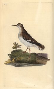 Täpläpiippu, Actitis macularia. Käsinvärinen kuparilevy, jonka on piirtänyt ja kaivertanut Edward Donovan omasta "British Birds -luonnonhistoriastaan", Lontoossa tekijältä Edward Donovan