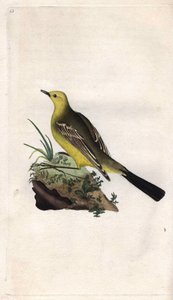 Kevät Vääräkäs. Motacilla flava. Edward Donovanin (1768-1837) kuparikaiverrus, julkaistu Natural History of British Birdsissä, Lontoossa tekijältä Edward Donovan