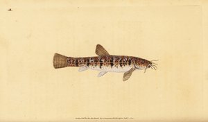 Kivisärki, Barbatula barbatula (Bearded loche, Cobitis barbatula). Edward Donovanin käsin piirtämä ja kaiverrettu kuparilevy teoksesta Natural History of British Fishes, Donovan and F.C. and J. Rivington, Lontoo. tekijältä Edward Donovan