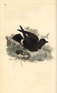 Myrskypentu, Hydrobates pelagicus. Käsinvärinen kuparilevy, jonka on piirtänyt ja kaivertanut Edward Donovan omasta "British Birds -luonnonhistoriastaan", Lontoossa tekijältä Edward Donovan