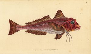 Raivakurkku, Trigloporus lastoviza (Trigla lineata). Käsinvärinen kuparilevy, jonka on piirtänyt ja kaivertanut Edward Donovan teoksestaan Natural History of British Fishes, Donovan and F.C. ja J. Rivington, Lontoo tekijältä Edward Donovan