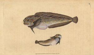 Raidallinen merietana, Liparis liparis liparis (Unctuous lumpsucker, Cyclopterus liparis). Käsinvärinen kuparilevy, jonka on piirtänyt ja kaivertanut Edward Donovan teoksestaan Natural History of British Fishes, Donovan and F.C. ja J. Rivington, Lontoo tekijältä Edward Donovan
