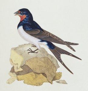 Pääskynen elokuvasta The History of British Birds, 1799 tekijältä Edward Donovan