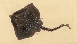 Piikkiluistelija, Raja clavata. Lähes uhanalainen. Edward Donovanin käsin piirtämä ja kaiverrettu kuparilevy teoksesta Natural History of British Fishes, Donovan and F.C. and J. Rivington, Lontoo. tekijältä Edward Donovan