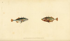 Kolmipiikkinen keihäsuikku, Gasterosteus aculeatus. Edward Donovanin käsin piirtämä ja kaiverrettu kuparilevy teoksesta Natural History of British Fishes, Donovan and F.C. and J. Rivington, Lontoo. tekijältä Edward Donovan