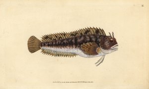 Tompot blenny, Parablennius gattorugine (Gattorugine, Blennius gattorugine). Käsinvärinen kuparilevy, jonka on piirtänyt ja kaivertanut Edward Donovan teoksestaan Natural History of British Fishes, Donovan and F.C. ja J. Rivington, Lontoo tekijältä Edward Donovan