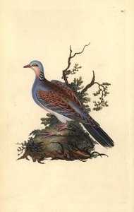 Turtle kyyhkynen, Streptopelia turtur. Käsinvärinen kuparilevy, jonka on piirtänyt ja kaivertanut Edward Donovan omasta "Britannian lintujen luonnonhistoriasta" (1794-1819). Edward Donovan (1768-1837) oli englantilais-irlantilainen amatöörieläintieteilijä, tekijältä Edward Donovan