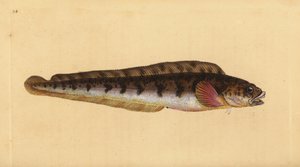 Elävä meriturska, Zoarces viviparus (Viviparus blenny, Blennius viviparus). Käsinvärinen kuparilevy, jonka on piirtänyt ja kaivertanut Edward Donovan teoksestaan Natural History of British Fishes, Donovan and F.C. ja J. Rivington, Lontoo tekijältä Edward Donovan