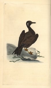 Wagel-lokki, Larus marinuksen poika. Käsinvärinen kuparilevy, jonka on piirtänyt ja kaivertanut Edward Donovan omasta "British Birds -luonnonhistoriastaan", Lontoossa tekijältä Edward Donovan