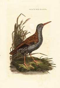 Vesikisko, Rallus aquaticus tekijältä Edward Donovan