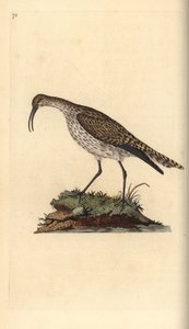 Whimbrel, Numenius phaeopus. Käsinvärinen kuparilevy, jonka on piirtänyt ja kaivertanut Edward Donovan omasta "British Birds -luonnonhistoriastaan", Lontoossa tekijältä Edward Donovan