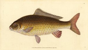 Villi karppi, Cyprinus carpio. Haavoittuva. Edward Donovanin käsin piirtämä ja kaiverrettu kuparilevy teoksesta Natural History of British Fishes, Donovan and F.C. and J. Rivington, Lontoo. tekijältä Edward Donovan
