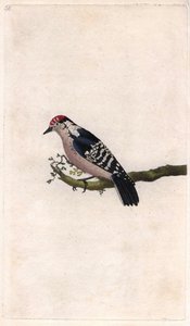 Tikka. Dendrocopos minor (Picus minor). Edward Donovanin (1768-1837) kuparikaiverrus, julkaistu Natural History of British Birdsissa, Lontoossa tekijältä Edward Donovan