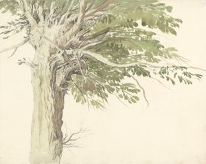 Tutkimus pollared Tree - paju tekijältä Edward Duncan