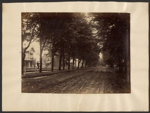 [Tree Lined Street]