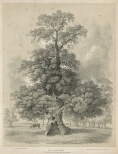 Elm Hyde Parkissa Lontoossa
