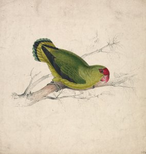 Abessinianpapukaija (kuva 39) tekijältä Edward Lear