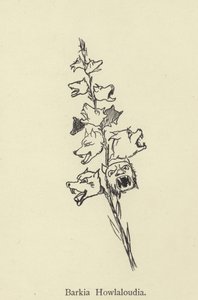 Barkia Howlaloudia tekijältä Edward Lear