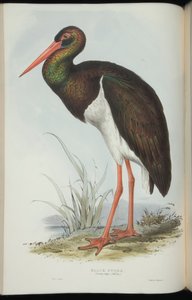 Black Stork, John Gouldin "Euroopan linnuista". tekijältä Edward Lear