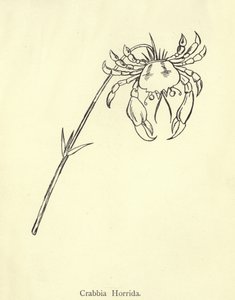 Crabbia Horrida tekijältä Edward Lear