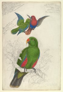 Eclectus, pilkullinen Polychloros