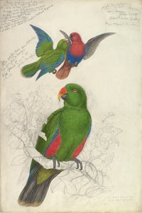 Eclectus Roratus Polychloros, n. 1830-32. tekijältä Edward Lear